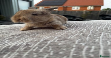 Mini Lop rabbits - Advert 1