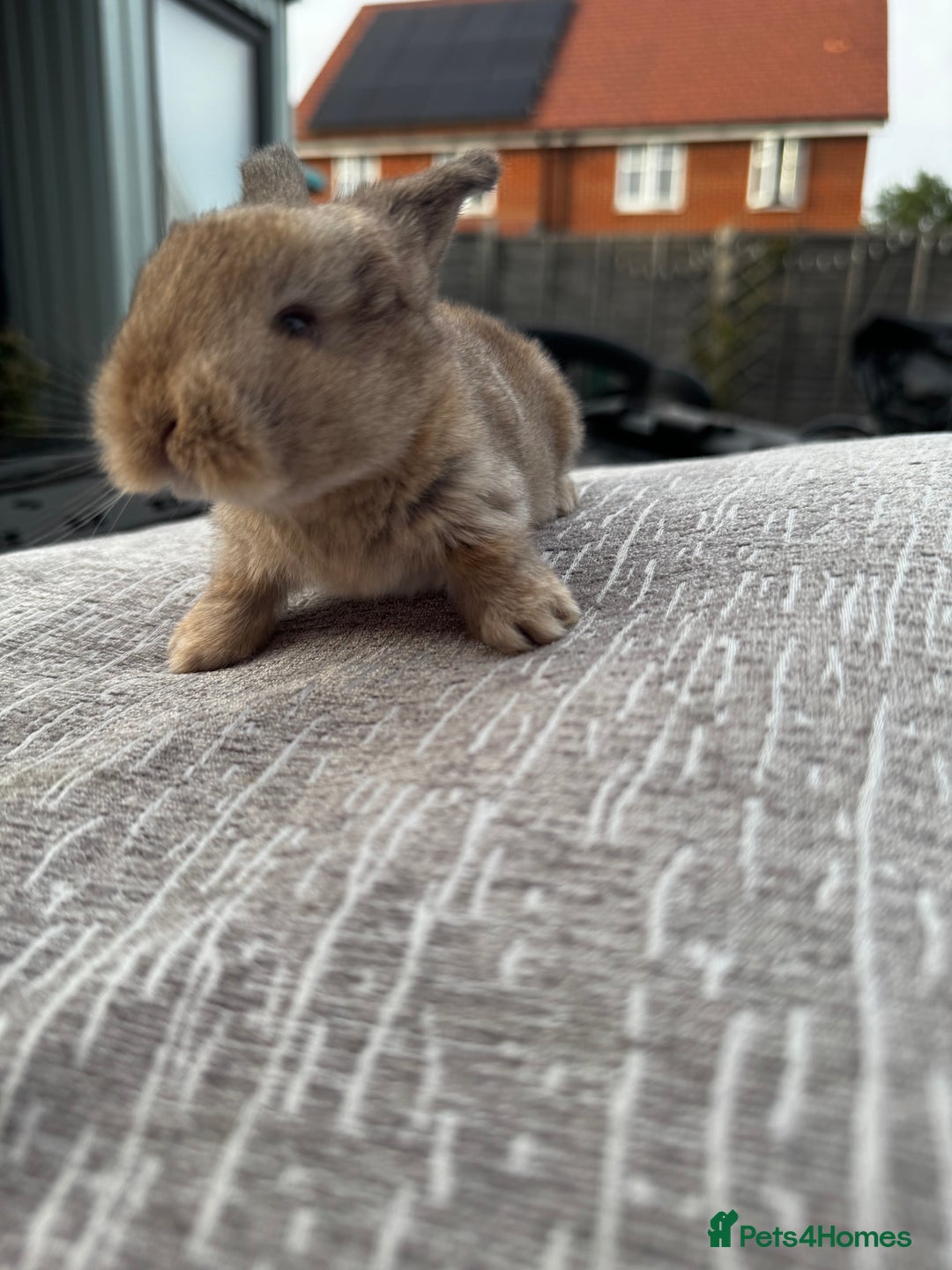 Mini Lop rabbits for sale: Mini Lop Babies ready to reserve - Image 2