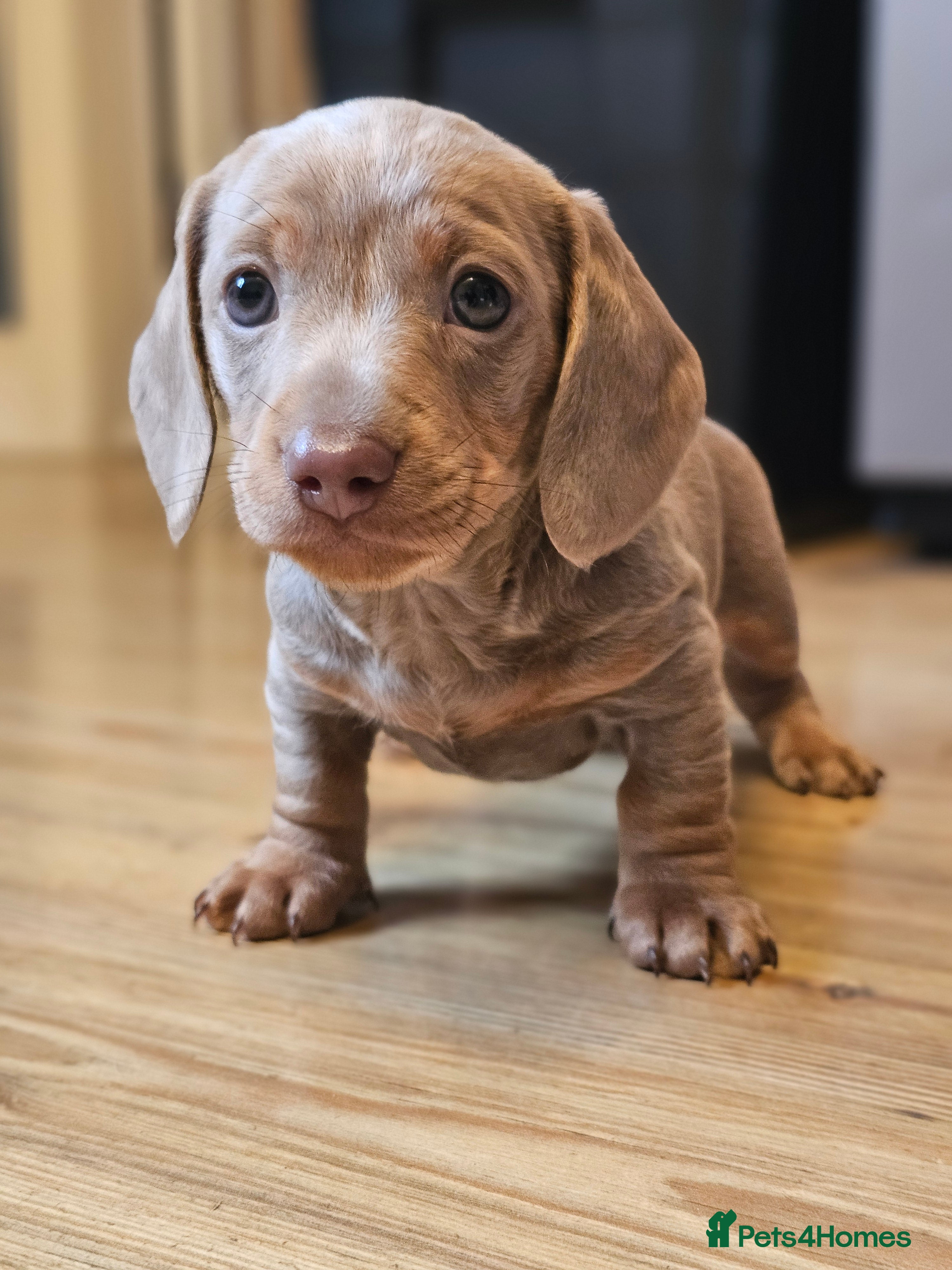 Dachshund dogs Festive Cream Dapples KC reg health test parents - Advert 4