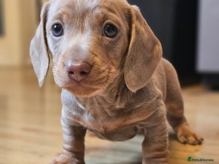 Dachshund dogs Christmas Cream Dapples KC reg health test parents - Advert 1