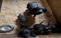 Labrador Retriever dogs for sale: 5 Labrador puppies for sale  - Image 1
