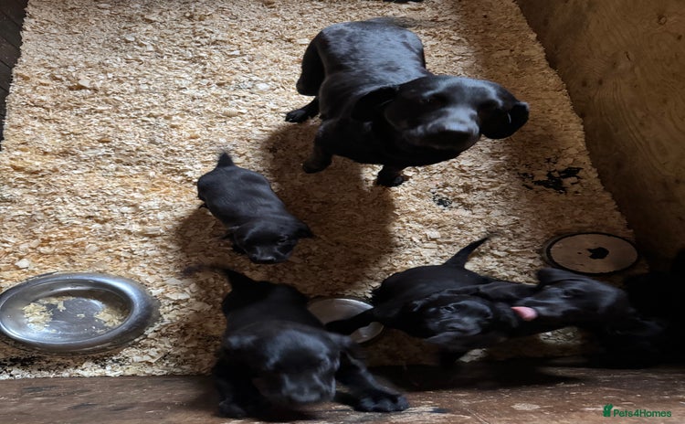 Labrador Retriever dogs - Advert 1