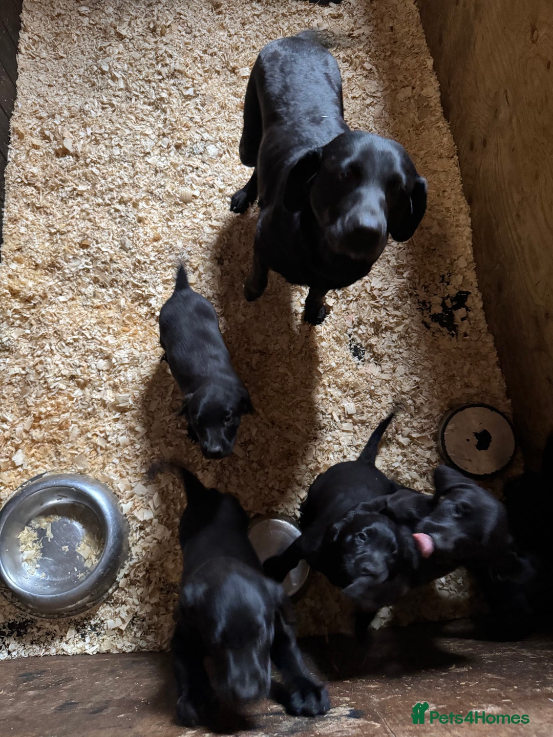 Labrador Retriever dogs for sale: 5 Labrador puppies for sale  - Image 1