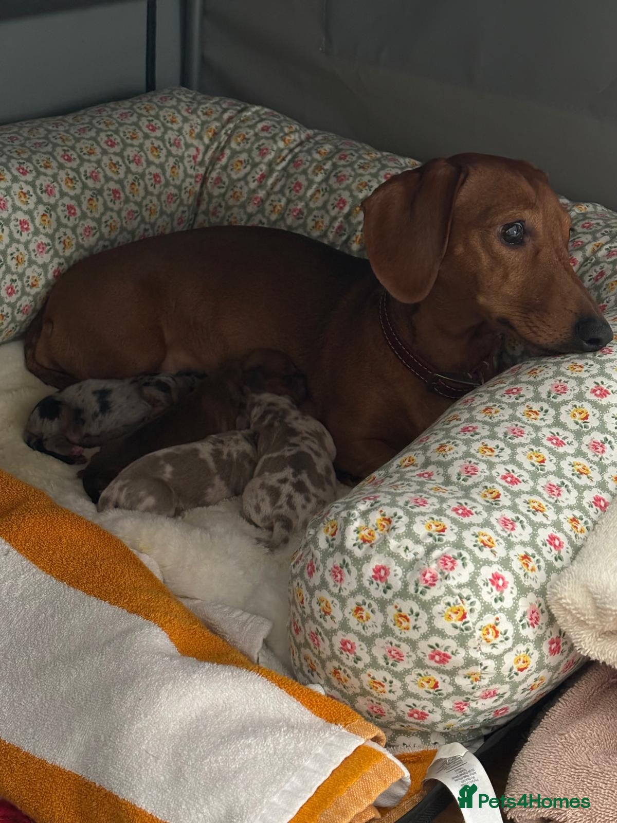 Miniature Dachshund dogs Dachshund puppies for sale. - Advert 8