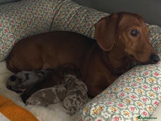 Miniature Dachshund dogs Dachshund puppies for sale. - Advert 7