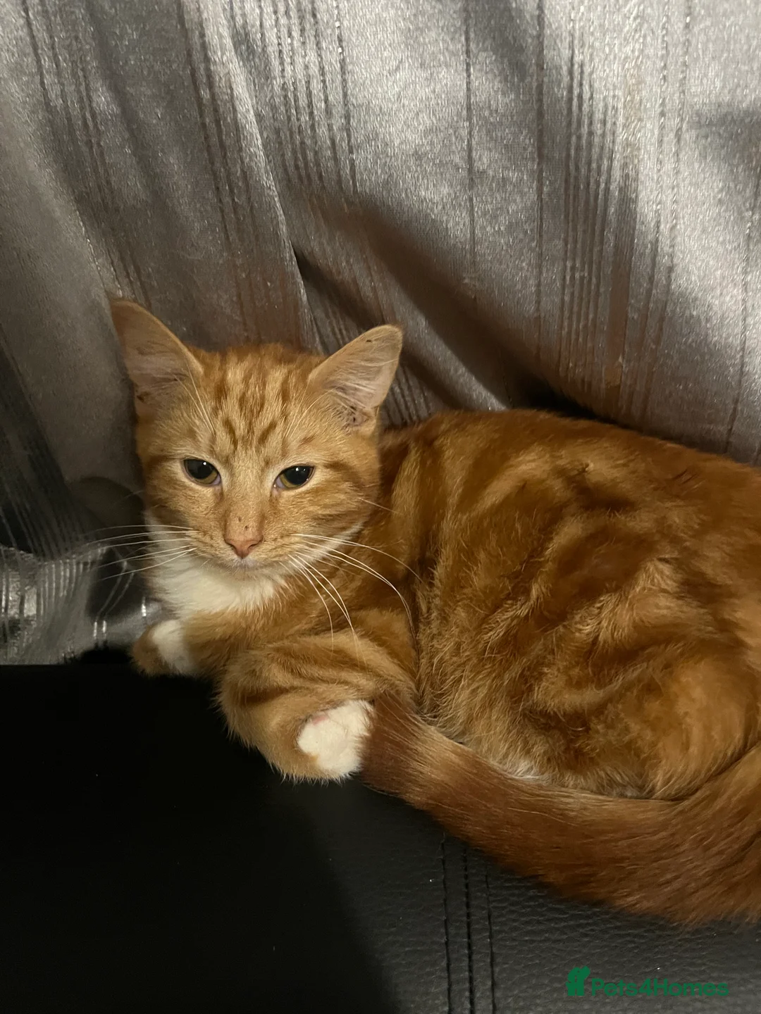 Mixed Breed cats for sale: Kittens - Advert 4