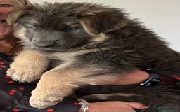 German Shepherd dogs for sale: OLD FASHION GSD PUPPIES DUE 8TH OCTOBER  - Image 13