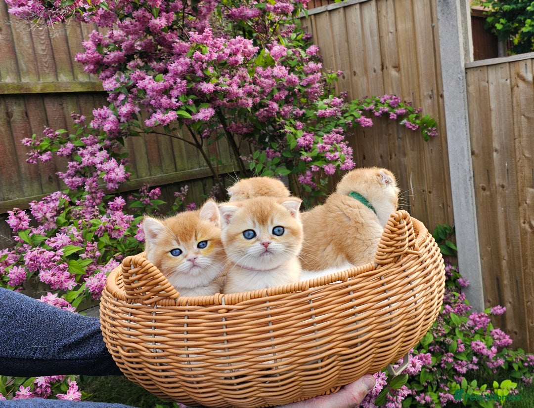 Scottish Fold cats for sale: READY NOW - TICA - SCOTTISH FOLD and STRAIGHT. - Image 13