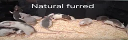 Rat rodents for sale: Baby Dumbo Rat's, various types  - Advert 19