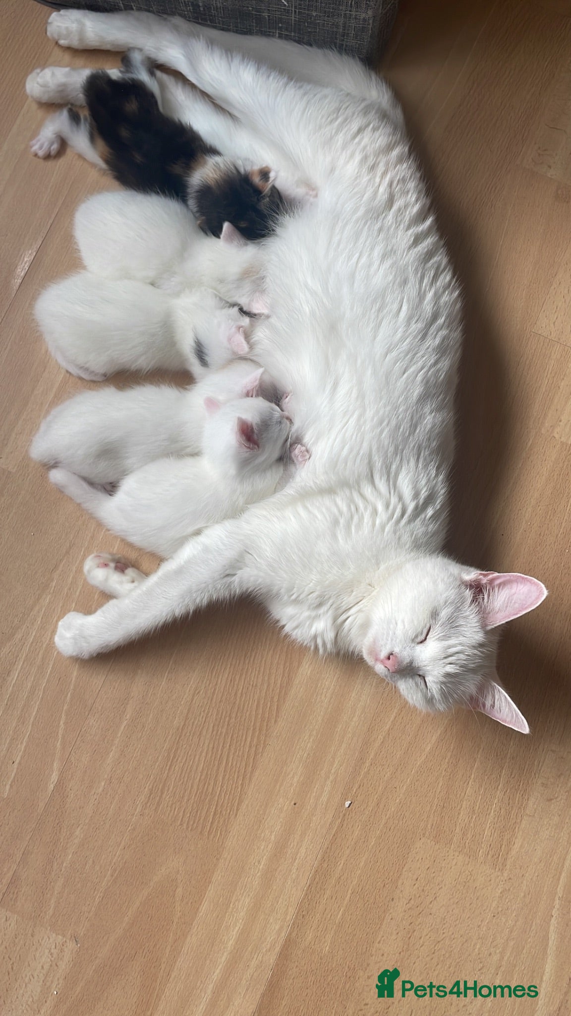 Mixed Breed cats Gorgeous white kittens - Advert 1