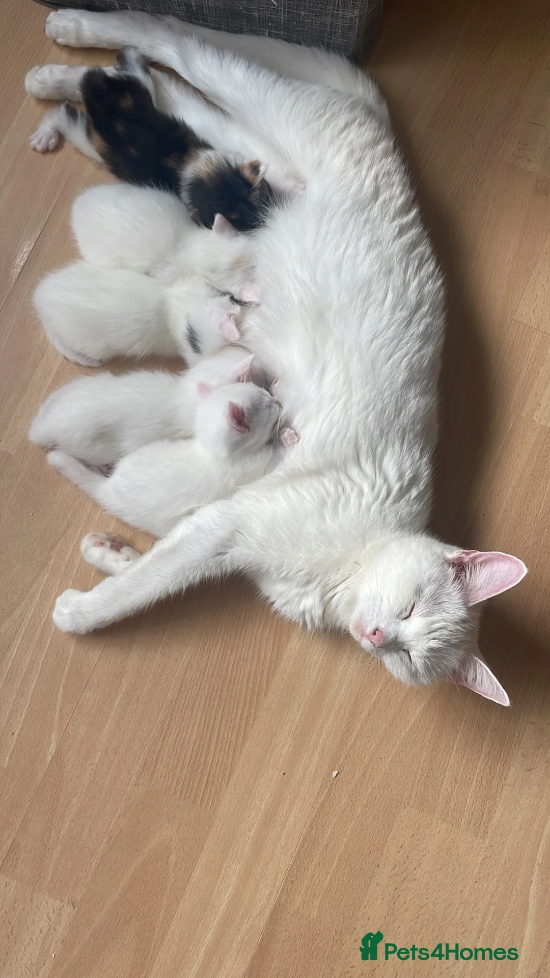 Mixed Breed cats for sale: Gorgeous white kittens in Benfleet - Advert 1