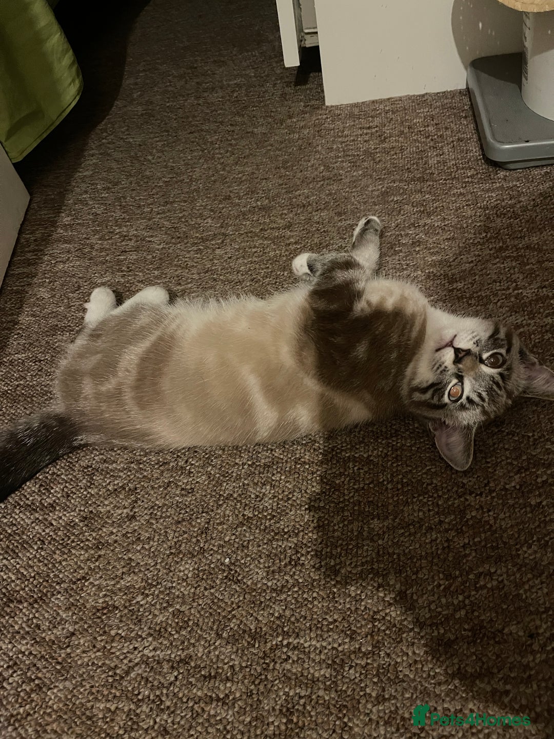 British Shorthair cats for sale: Beautiful british short hair mix kitten - Advert 8