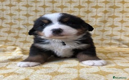 Bernese Mountain Dog dogs for sale: Kc Reg Bernese mountain dogs  - Image 10