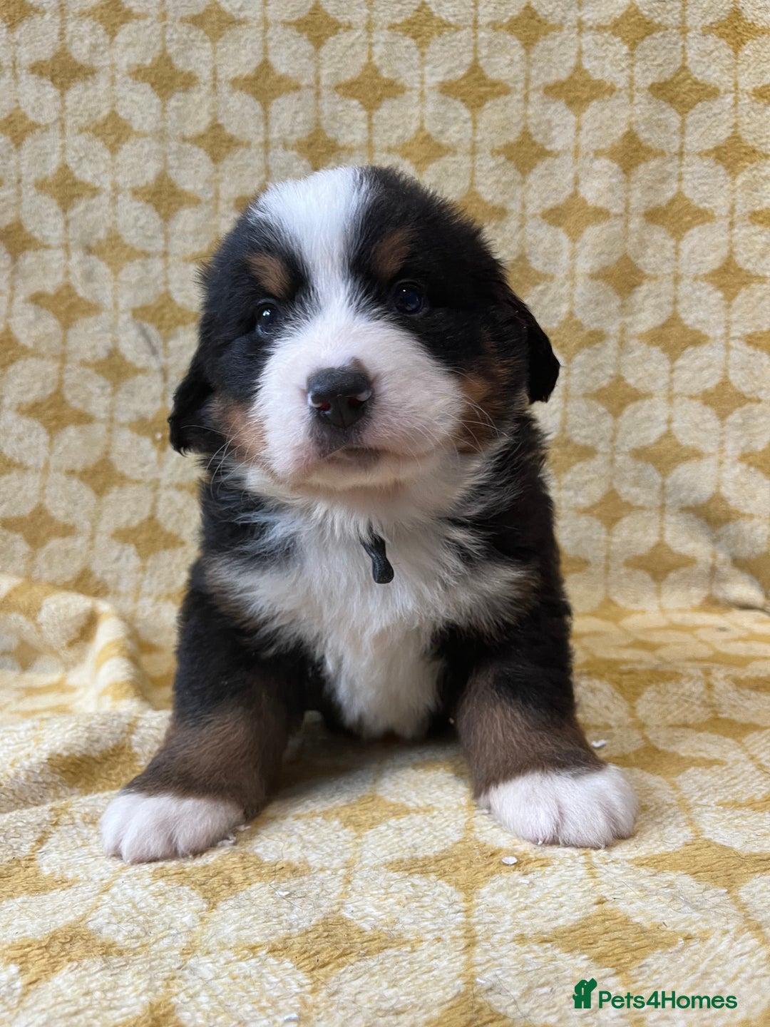 Bernese Mountain Dog dogs for sale: Kc Reg Bernese mountain dogs  - Image 10