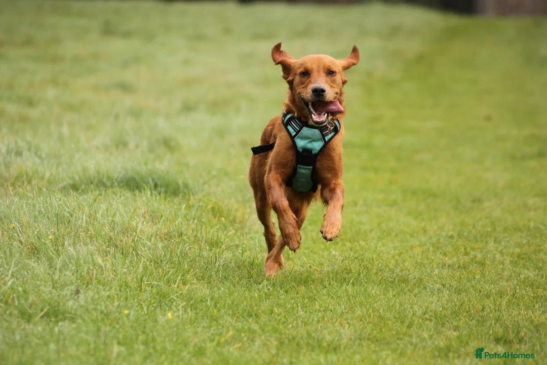 Golden Retriever dogs for stud: Gorgeous Gus for Stud  in Faringdon - Advert 12
