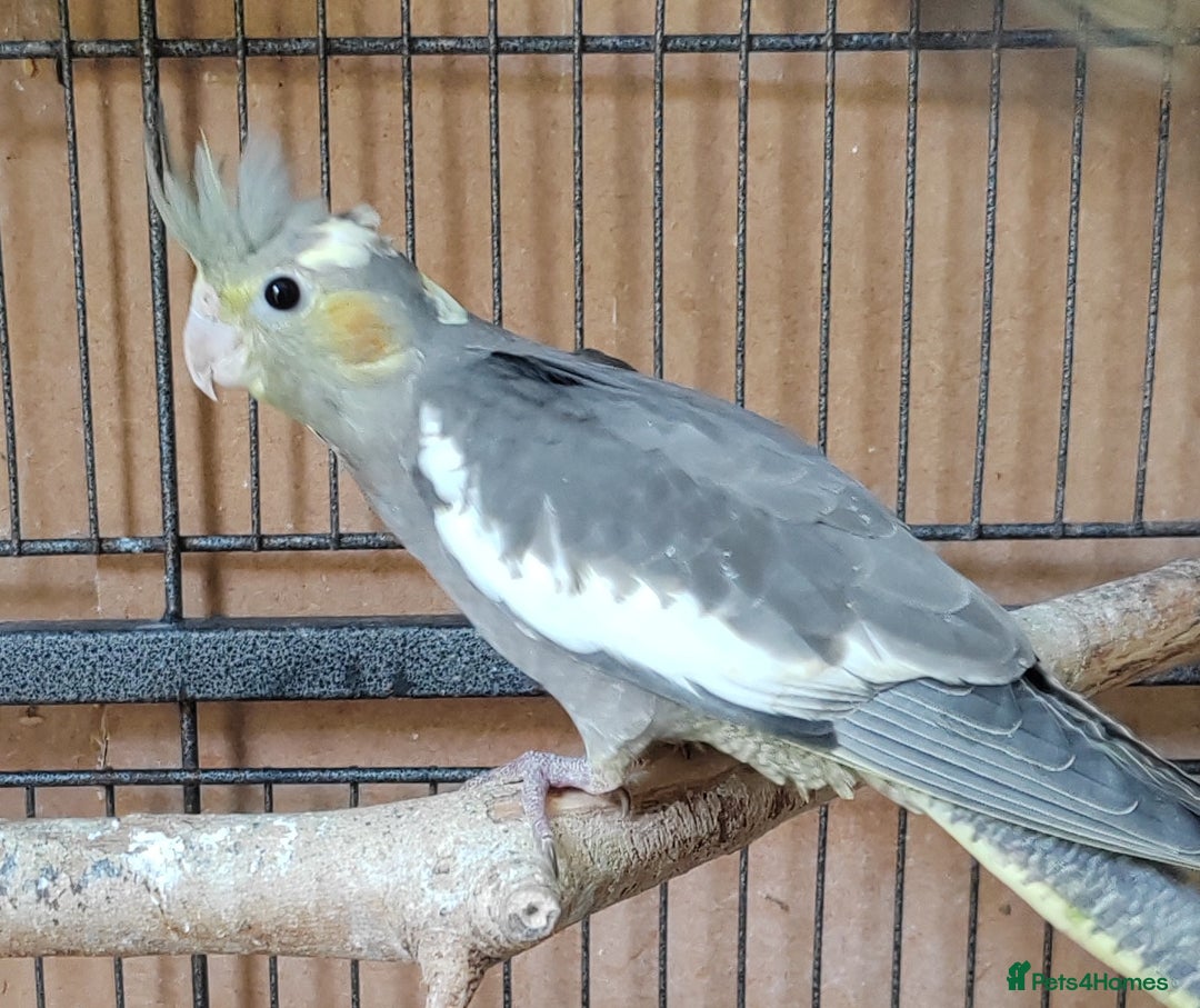 Cockatiels birds for sale: Young aviary bred Cockatiels  - Image 4