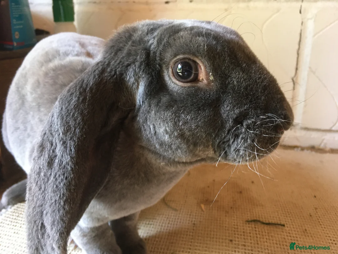 English Lop rabbits for sale: Velveteen Lop (male) - Advert 4