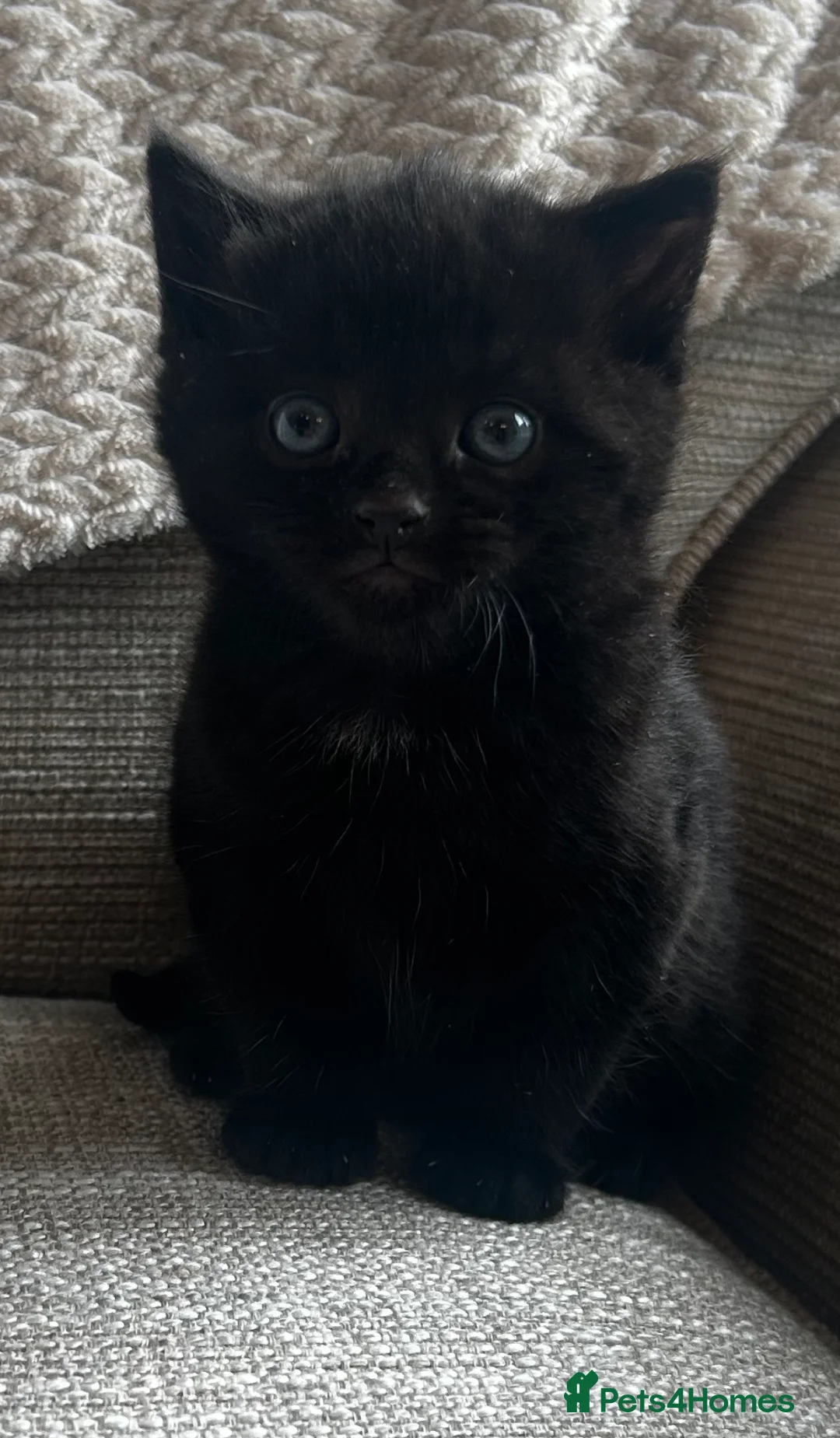 Russian Blue cats for sale: One beautiful girl Russian blue x left    - Advert 1