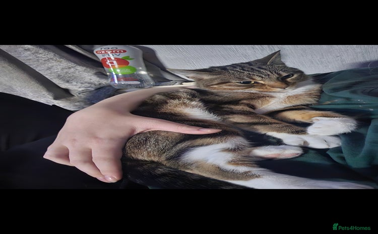 Mixed Breed cats - Advert 2