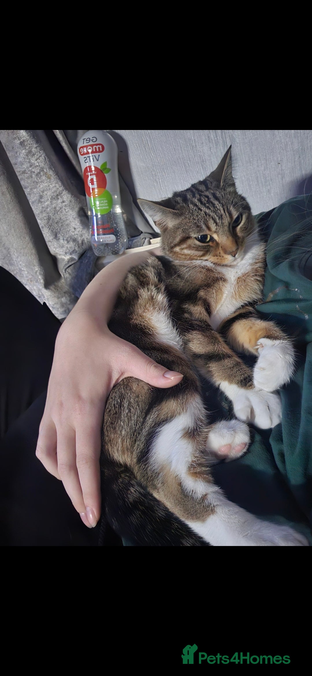 Mixed Breed cats for sale: Loving female cat - Image 1