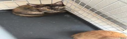 Mixed Breed cats for sale: kittens - Advert 9