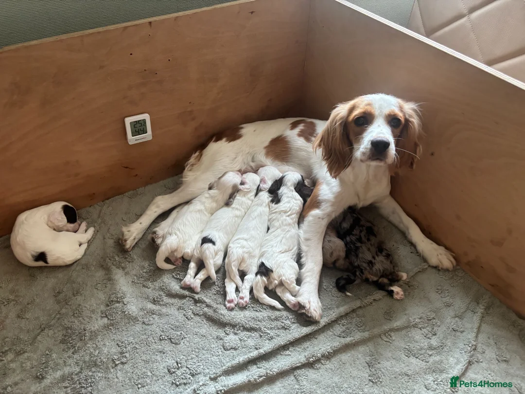Cavapoo dogs for sale: ✨ Rare & Gorgeous F1 Cavapoos 🐾 Licensed - Advert 24