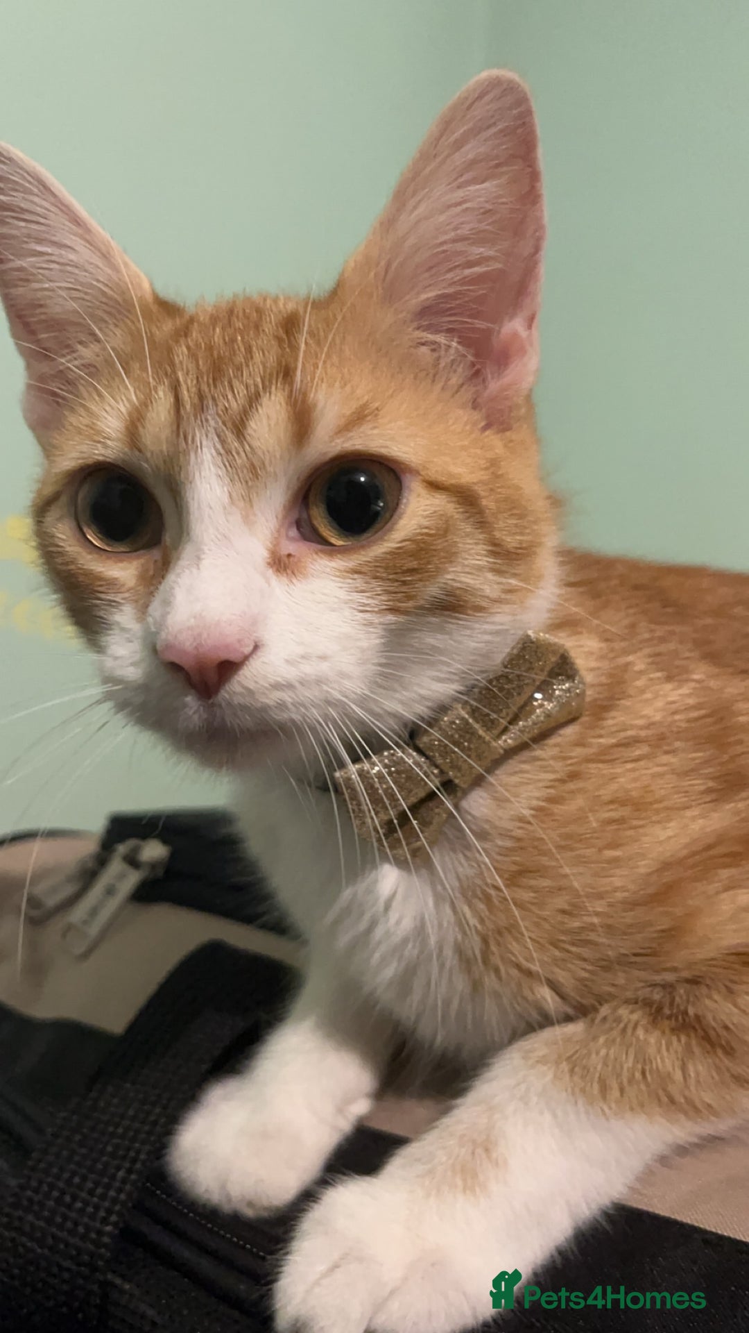 British Shorthair cats for sale: 1 year old ginger and white tortoiseshell cat - Image 1