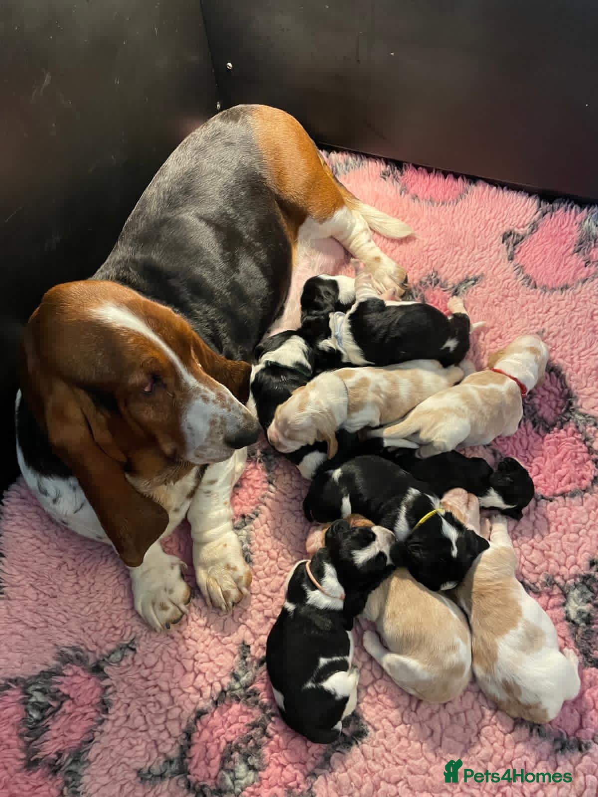 Mixed Breed dogs Hush puppies! Basset x cocker - Advert 1