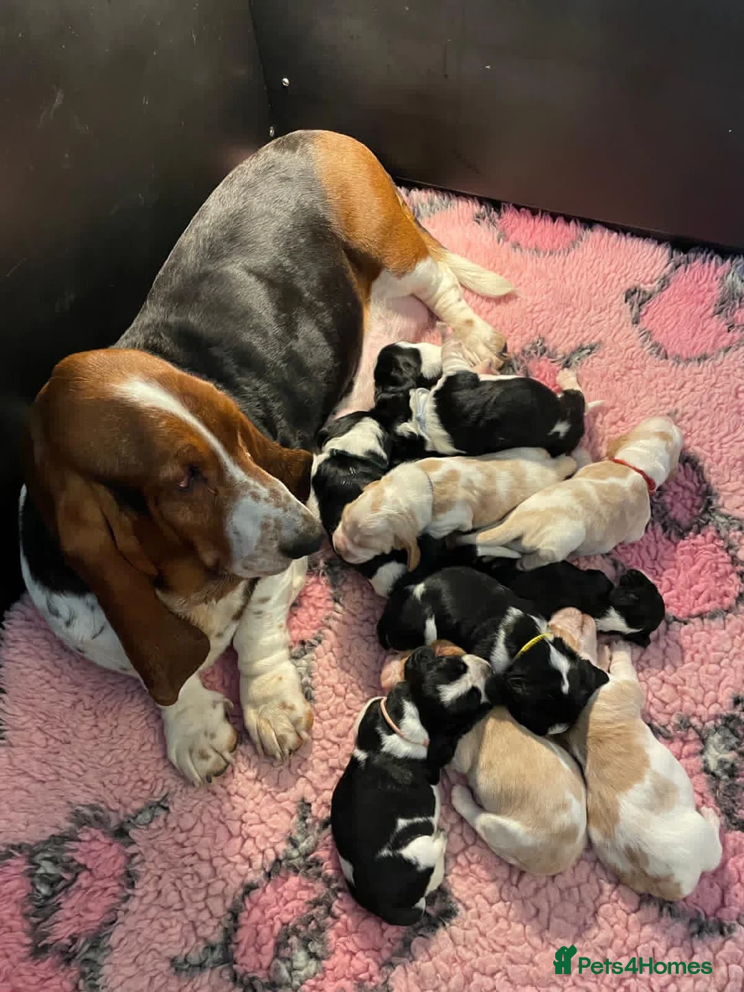 Mixed Breed dogs for sale: Hush puppies! Basset x cocker in Carlisle - Advert 1