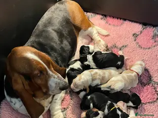 Mixed Breed dogs for sale: Hush puppies! Basset x cocker - Advert 1