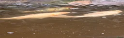 Koi Carp fish for sale: Fish pond plus fish  in Swadlincote - Advert 21
