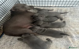 Staffordshire Bull Terrier dogs for sale: Staffordshire bull terrior - Image 9