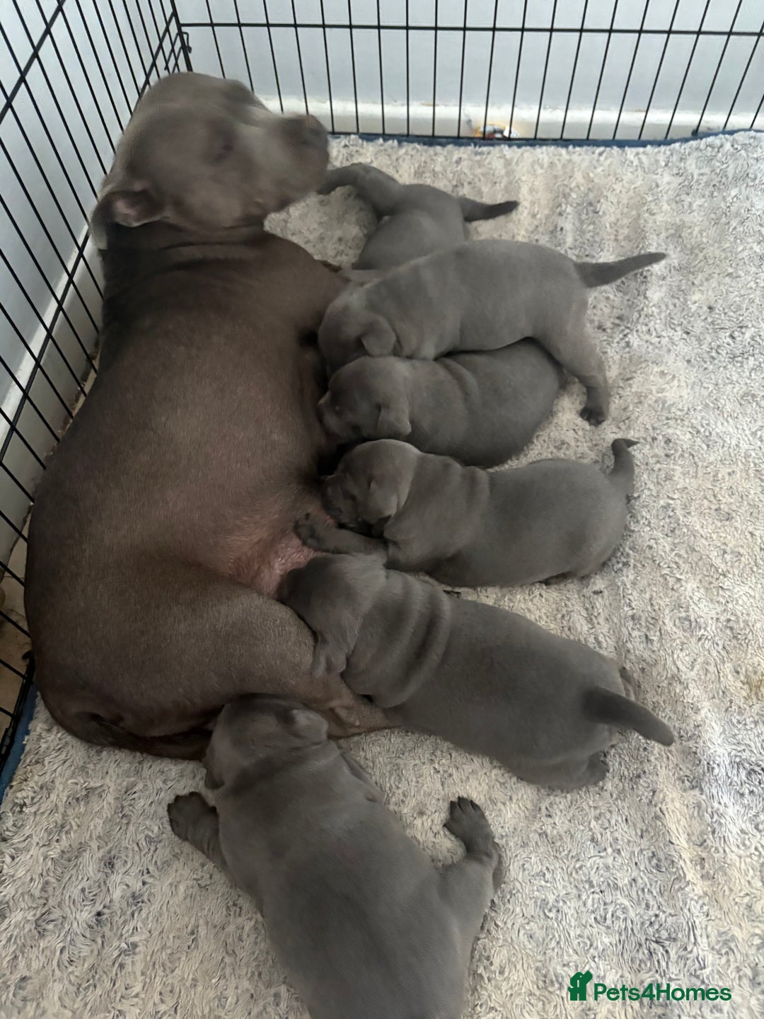 Staffordshire Bull Terrier dogs for sale: Staffordshire bull terrior - Image 9