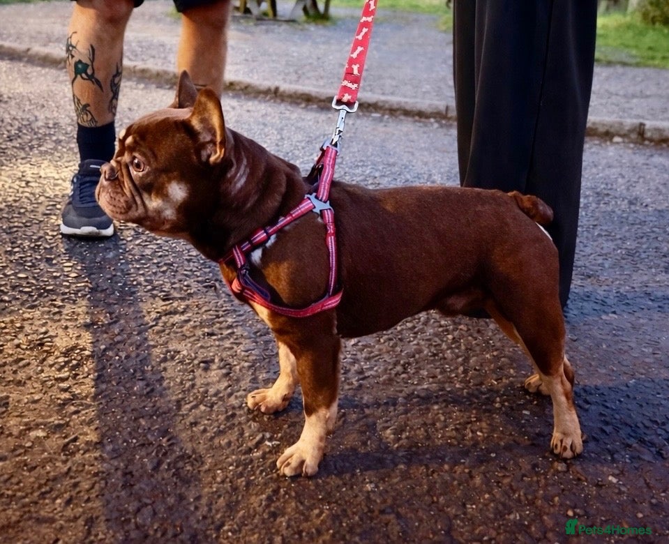 French Bulldog dogs Guardian Home Wanted - Male French Bulldog 3yrs - Advert 1