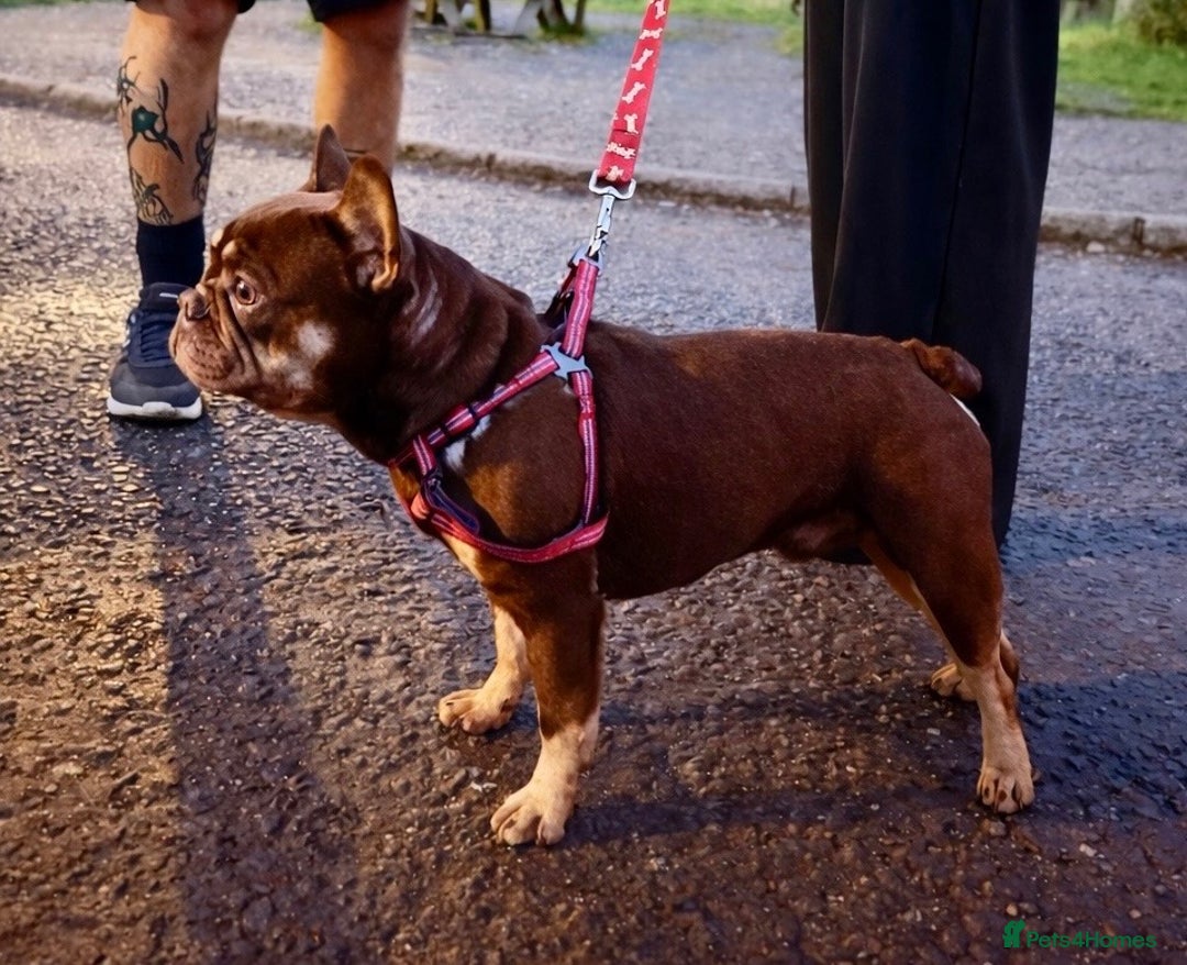 French Bulldog dogs for sale: Guardian Home Wanted - Male French Bulldog 3yrs - Advert 1