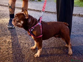 French Bulldog dogs Guardian Home Wanted - Male French Bulldog 3yrs - Advert 8