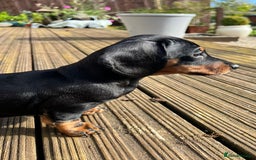Miniature Dachshund dogs for sale: Miniature Short Hair Dacshund  - Image 8