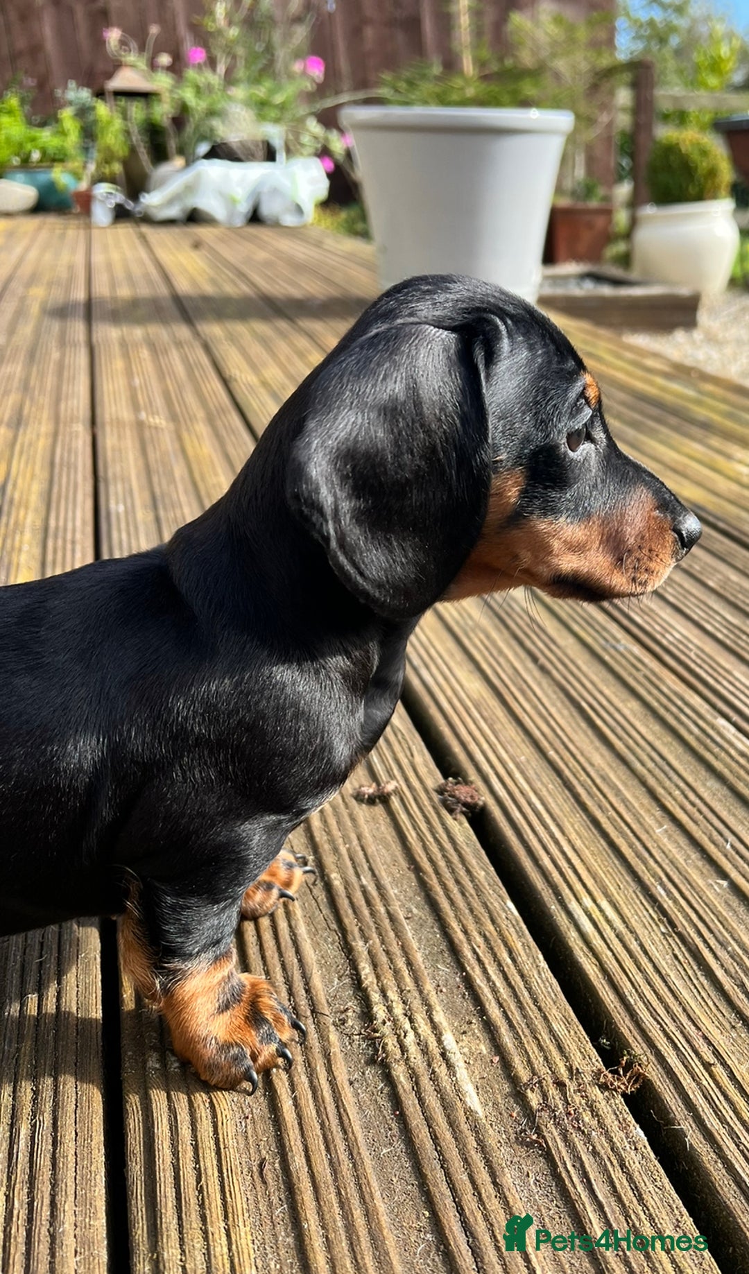 Miniature Dachshund dogs for sale: Miniature Short Hair Dacshund  - Image 8