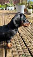 Miniature Dachshund dogs - Advert 8