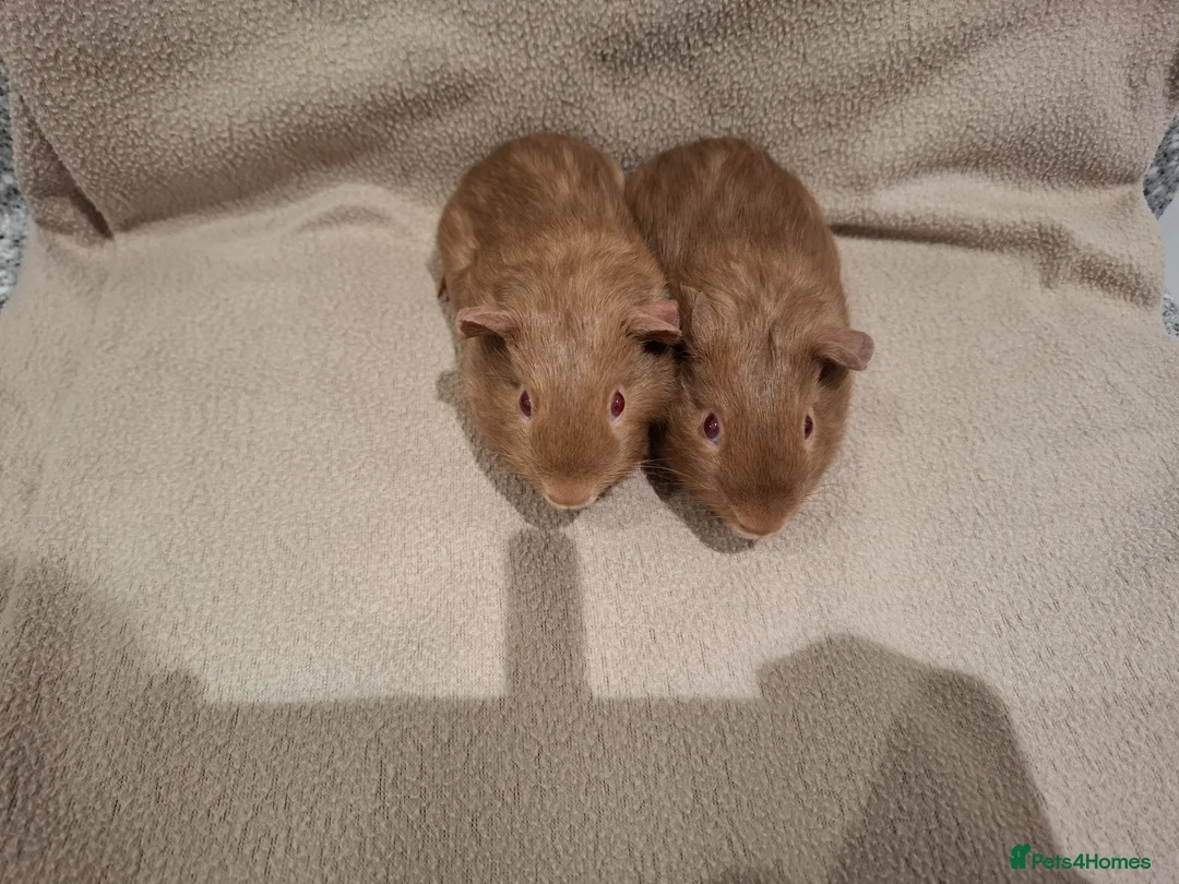 Guinea Pig rodents for sale: Two Guinea Pig Self Caramel Boars - Advert 2