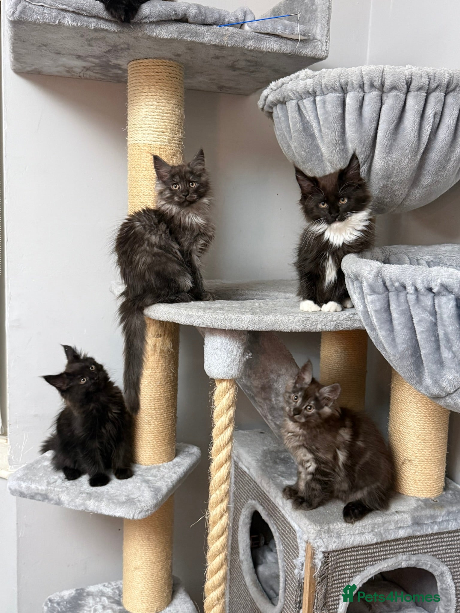 Maine Coon cats Stunning Pedigree Maine Coon Kittens for Sale - Advert 1