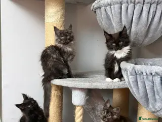 Maine Coon cats Stunning Pedigree Maine Coon Kittens for Sale - Advert 3