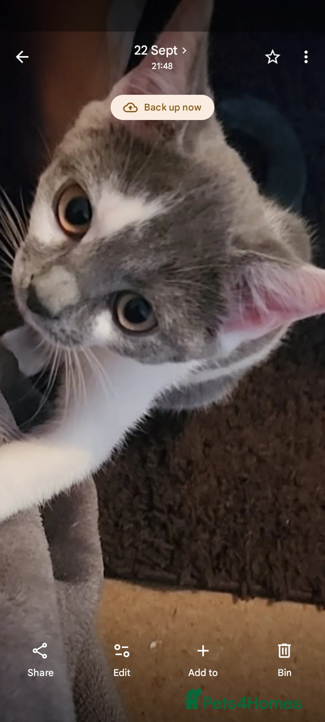 British Shorthair cats for sale: British shorthair bicolour girl  - Advert 2