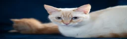 Mixed Breed cats for sale: Ragamuffin & Siamese tabby mixed - Advert 8
