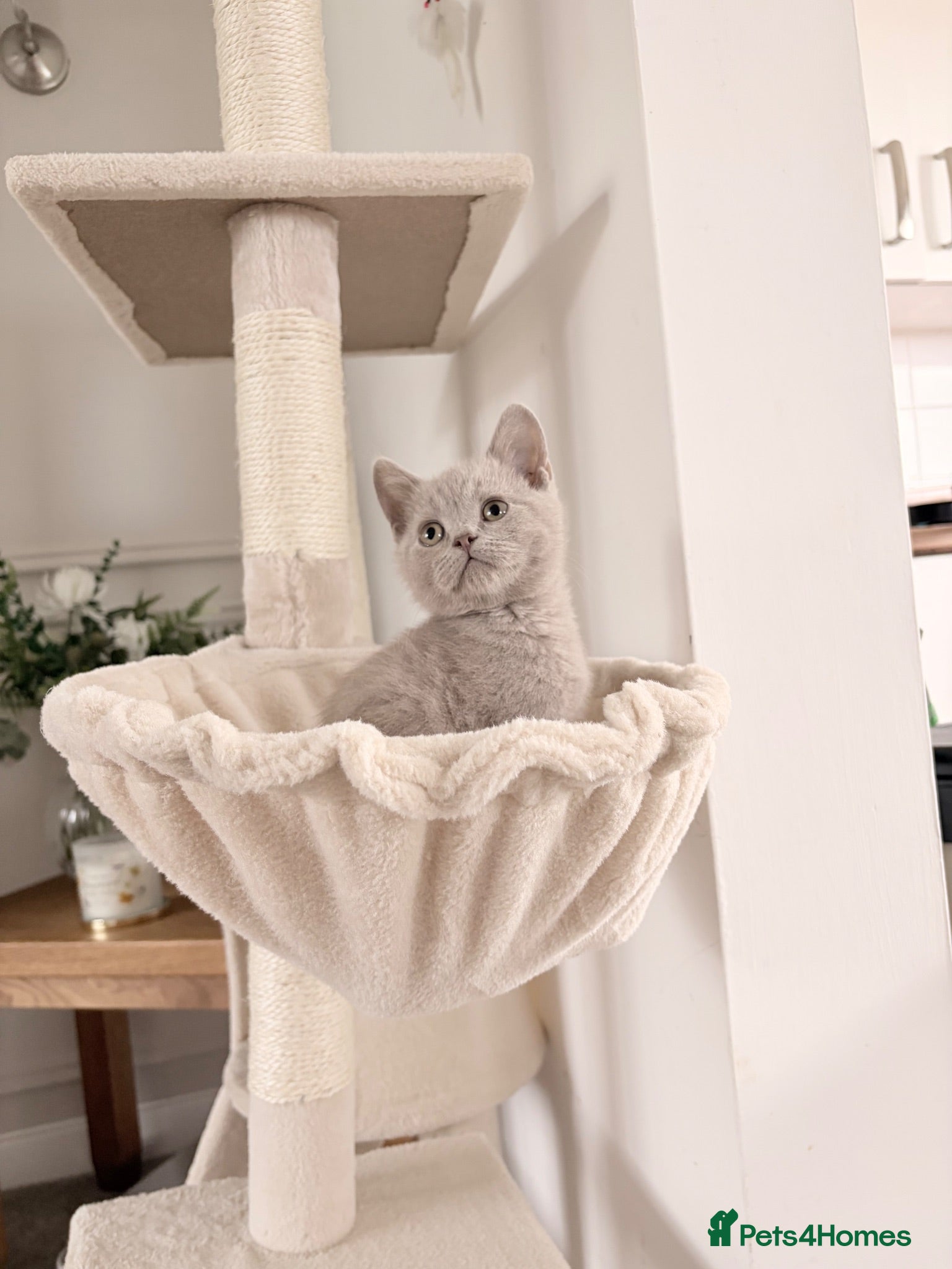 British Shorthair cats BSH kittens Ready Now - Advert 2