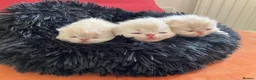 Persian cats for sale: Noushafarin GCCF hobby breeder - Advert 4