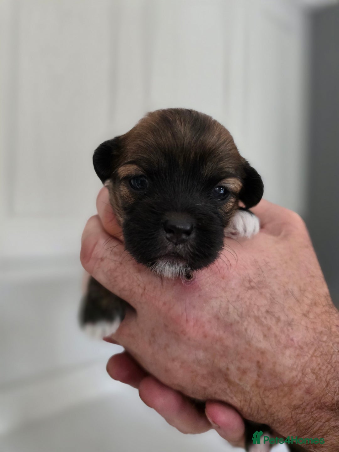 Lhasa Apso dogs for sale: Beautiful Lhasa Apso Puppies - Image 9