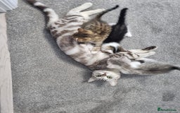 American Shorthair cats for sale: Gorgeous girls looking for new home🏡 - Image 14