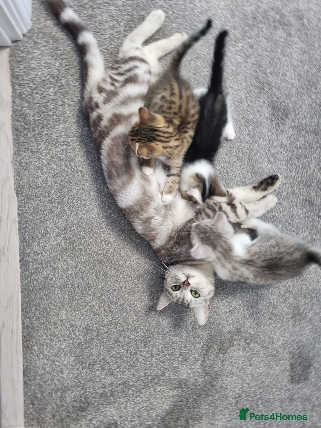 American Shorthair cats for sale: Gorgeous girls looking for new home🏡 - Image 14