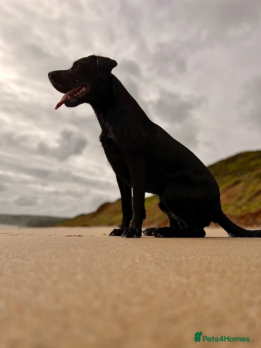 Labrador Retriever dogs for stud: Red, the black Labrador  - Advert 6